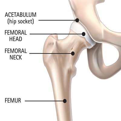 Medical illustration labeling parts of a healthy hip