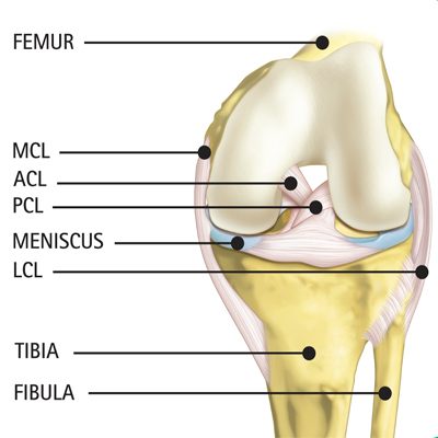 Illustration showing knee anatomy