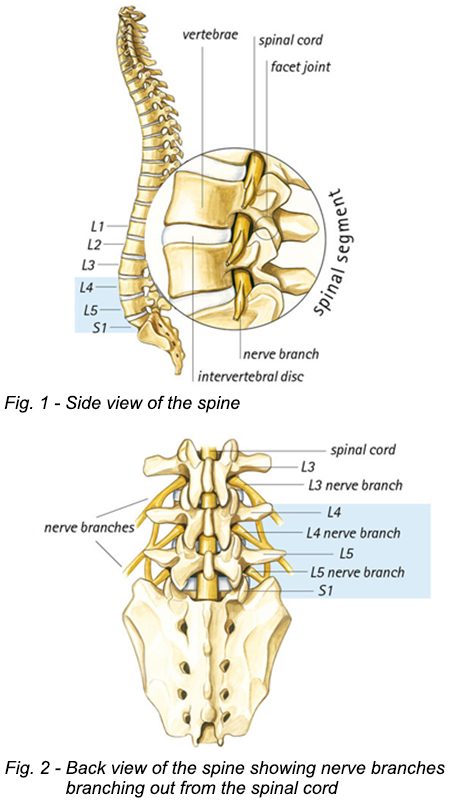 Side and back view of spine labeling segments and branches